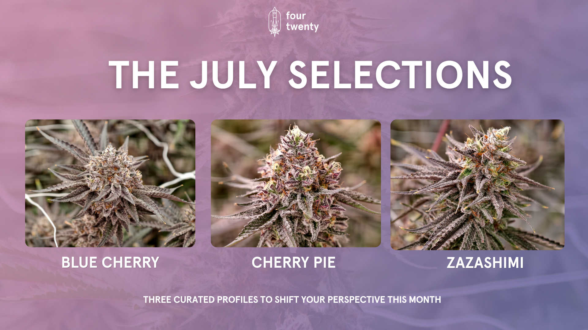 The July Selection: Three Curated Profiles to Shift Your Perspective