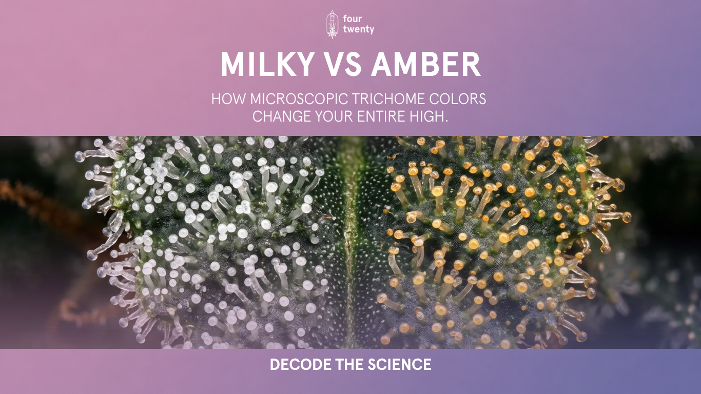 Decoding the Science of Harvest Timing: How Trichome Colors Dictate Flavor, Potency, and Effect