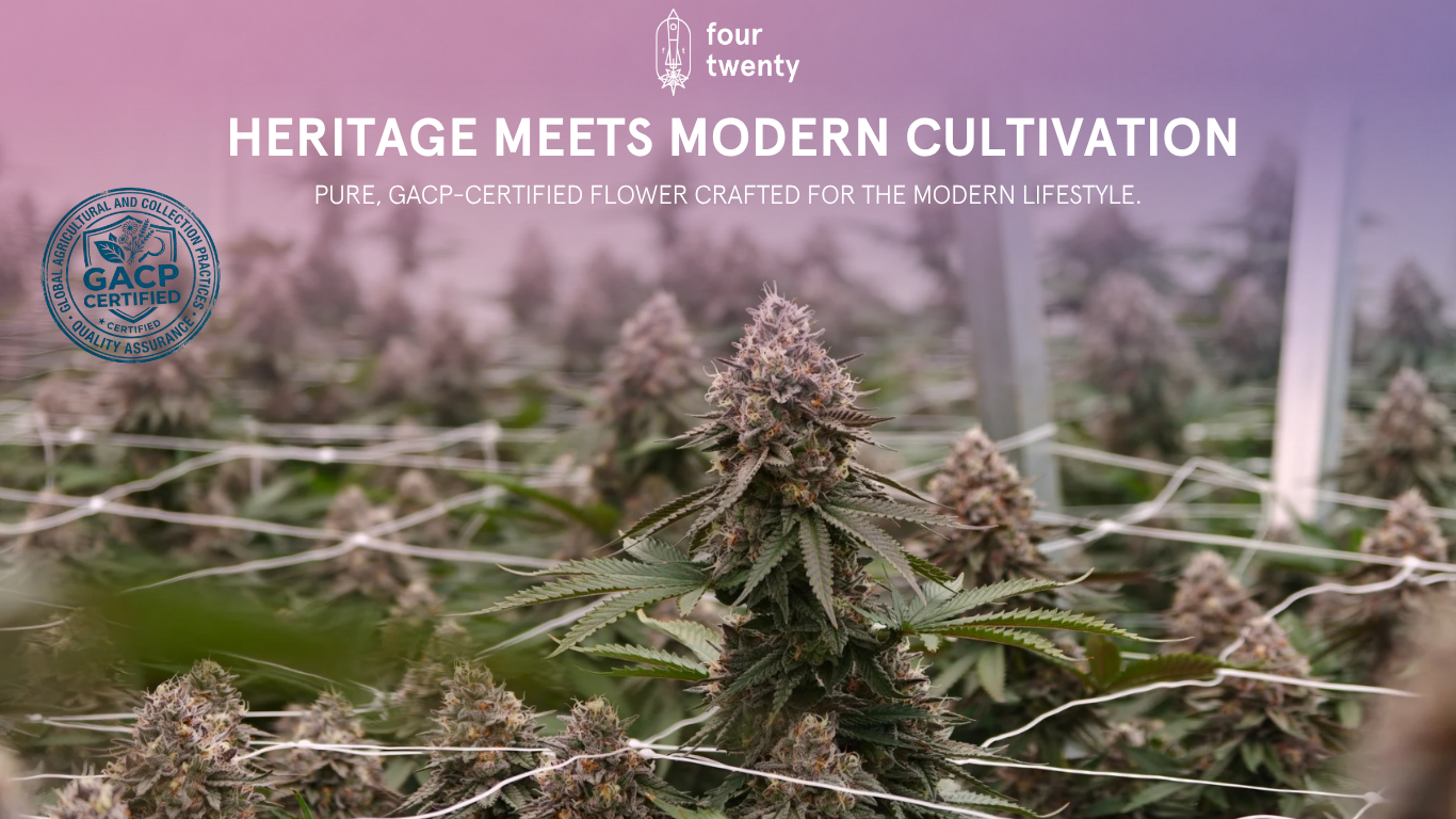 Rooted in Thailand: How Heritage and GACP Science Are Shaping Modern Botanical Wellness