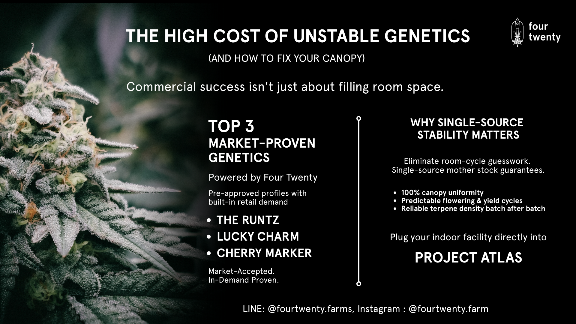 Why Farm Genetic Stability Matters: How Four Twenty’s Proven Supply Secures Commercial Success