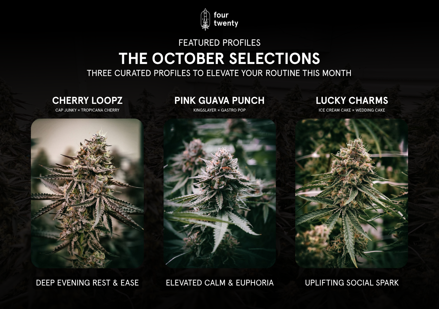 The October Rotation: Unveiling Three Fresh Indoor Craft Profiles